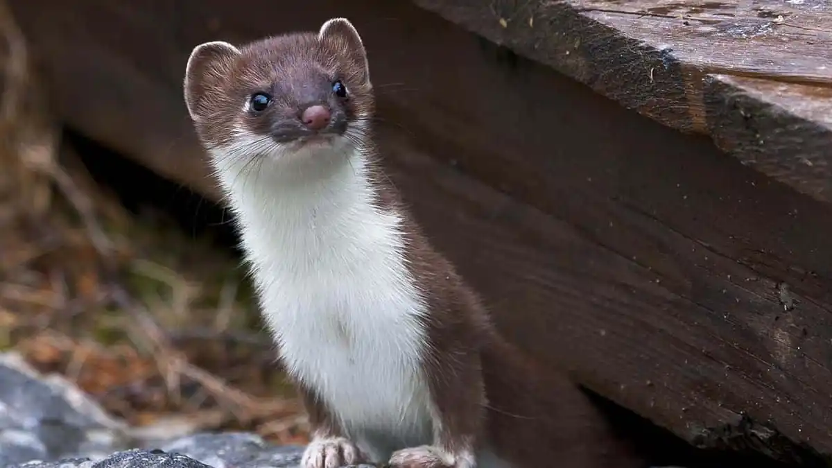 The Weasel Effect: Solving One Problem Only to Create a Bigger One