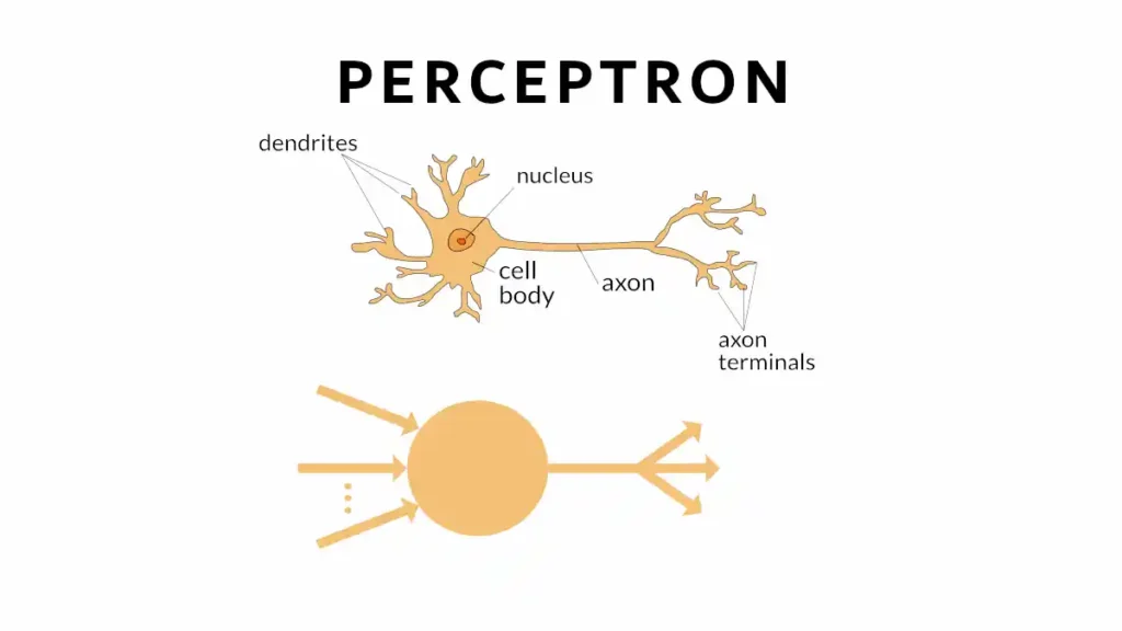 What is a Perceptron in AI?